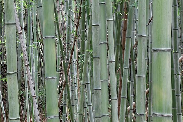 Nara Provence Abstract of bamboo